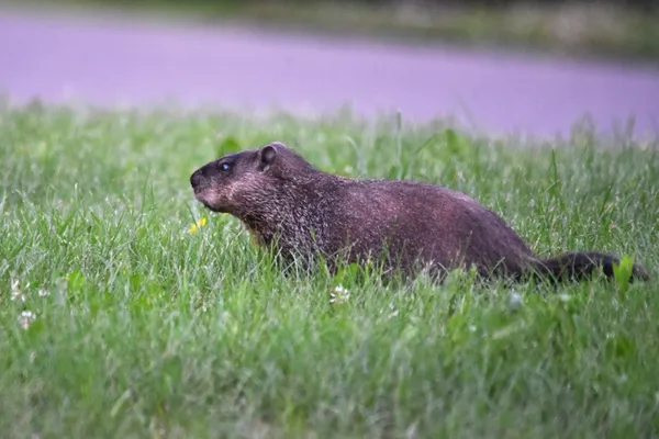 Atlanta Morning Briefing: Navigating the Ice and Awaiting the Groundhog's Word