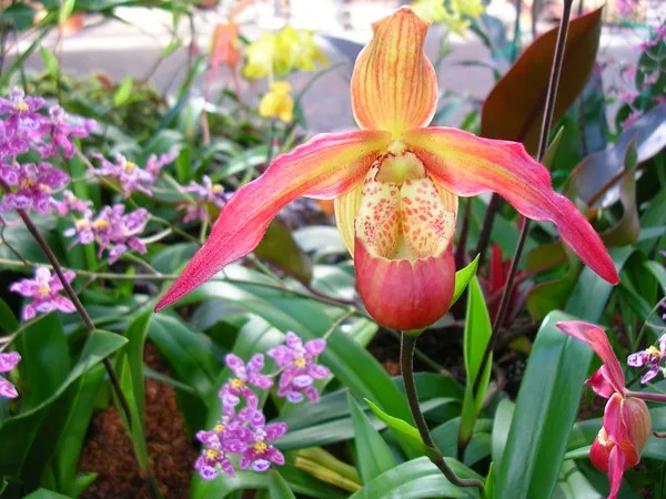 Presidents’ Day in Atlanta: Orchid Daze and Family Theater Today