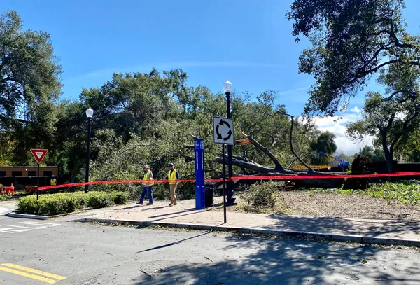 Downed Tree Shuts Ponce de Leon Avenue in Northeast Atlanta, Trapping Vehicle and Forcing Detours