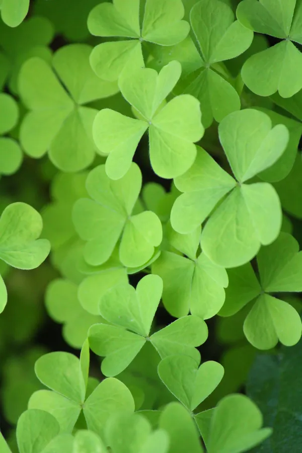 Shamrocks, Science, and Global Stages: Your Atlanta Saturday Briefing
